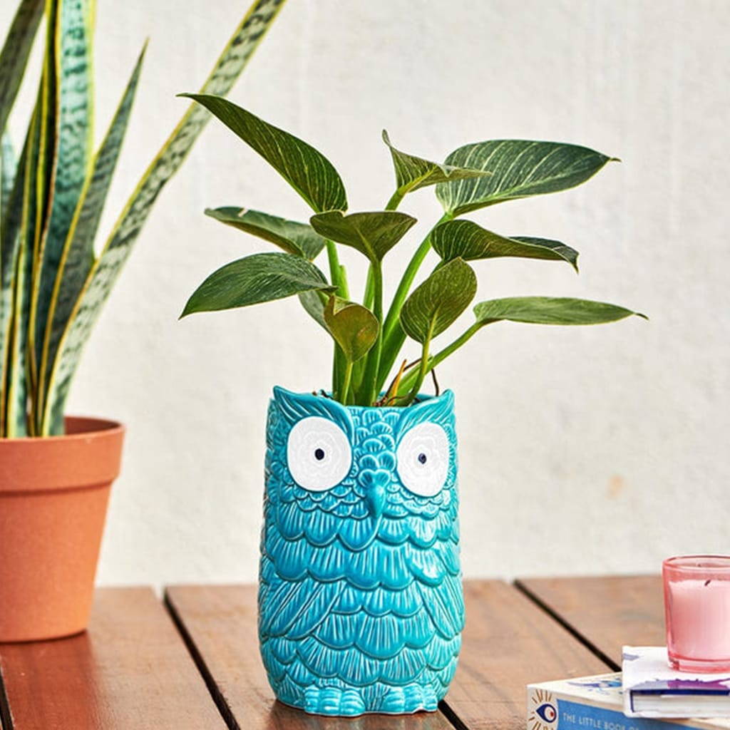 MORWEE OWLoween Mini Planter - Teal