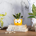 MORWEE Small Owl Sansevieria Yellow Dwarf