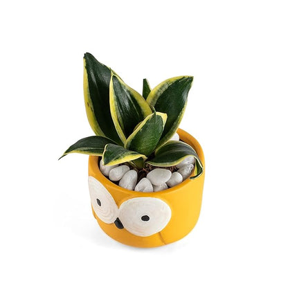 MORWEE Small Owl Sansevieria Yellow Dwarf