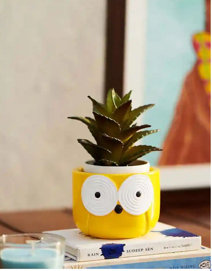 MORWEE Small Owl Sansevieria Yellow Dwarf