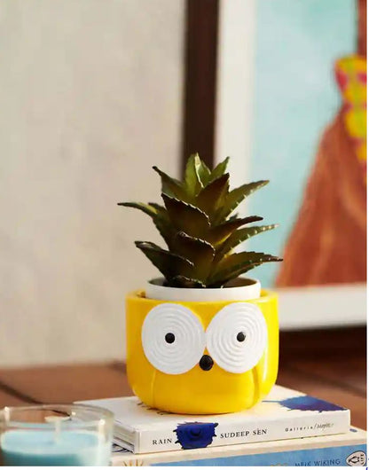 MORWEE Small Owl Sansevieria Yellow Dwarf